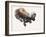 Otter Study I - 'Talisker'-Mark Adlington-Framed Giclee Print