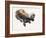 Otter Study I - 'Talisker'-Mark Adlington-Framed Giclee Print