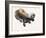 Otter Study I - 'Talisker'-Mark Adlington-Framed Giclee Print