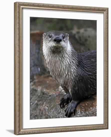 Otter - The Cutest European Mammal-l i g h t p o e t-Framed Photographic Print