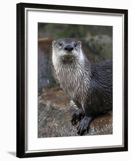 Otter - The Cutest European Mammal-l i g h t p o e t-Framed Photographic Print