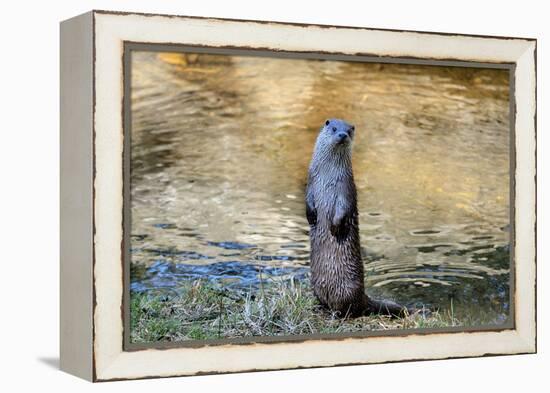 Otter-Reiner Bernhardt-Framed Premier Image Canvas