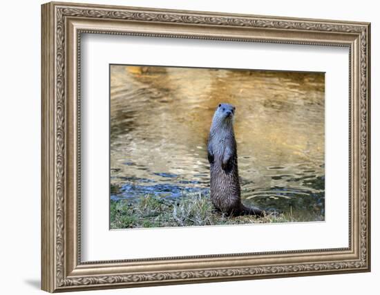 Otter-Reiner Bernhardt-Framed Photographic Print