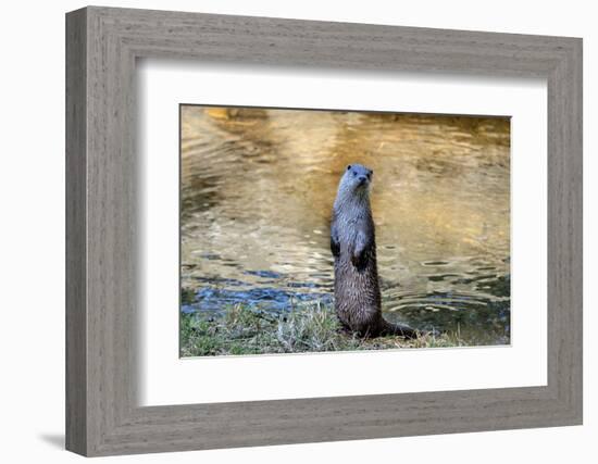 Otter-Reiner Bernhardt-Framed Photographic Print