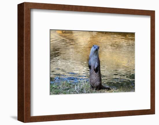 Otter-Reiner Bernhardt-Framed Photographic Print