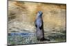 Otter-Reiner Bernhardt-Mounted Photographic Print