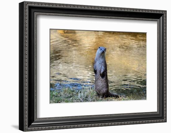 Otter-Reiner Bernhardt-Framed Photographic Print