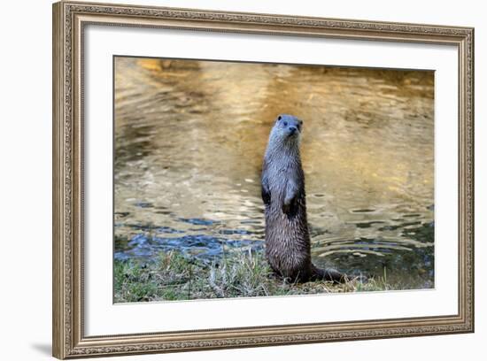 Otter-Reiner Bernhardt-Framed Photographic Print