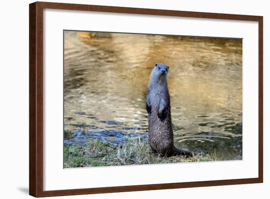 Otter-Reiner Bernhardt-Framed Photographic Print