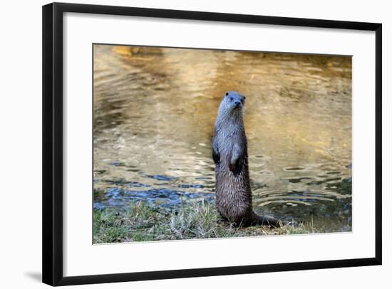 Otter-Reiner Bernhardt-Framed Photographic Print