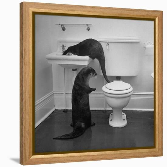 Otters Playing in Bathroom-Wallace Kirkland-Framed Premier Image Canvas