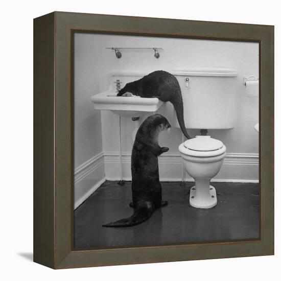 Otters Playing in Bathroom-Wallace Kirkland-Framed Premier Image Canvas