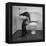 Otters Playing in Bathroom-Wallace Kirkland-Framed Premier Image Canvas