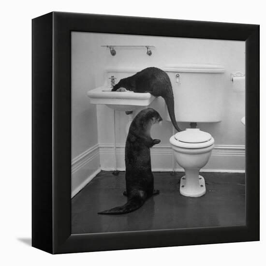 Otters Playing in Bathroom-Wallace Kirkland-Framed Premier Image Canvas