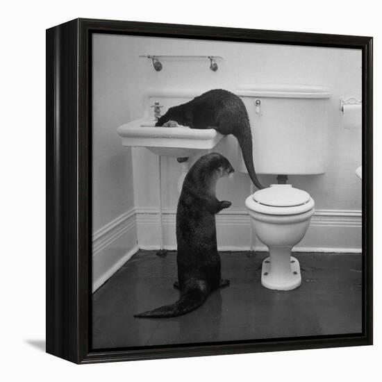 Otters Playing in Bathroom-Wallace Kirkland-Framed Premier Image Canvas