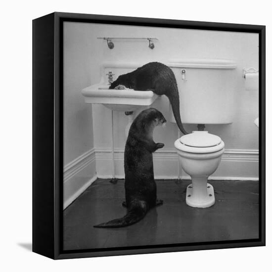 Otters Playing in Bathroom-Wallace Kirkland-Framed Premier Image Canvas