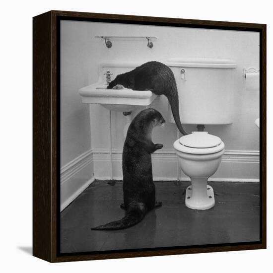 Otters Playing in Bathroom-Wallace Kirkland-Framed Premier Image Canvas