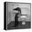 Otters Playing in Bathroom-Wallace Kirkland-Framed Premier Image Canvas