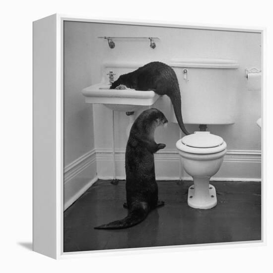 Otters Playing in Bathroom-Wallace Kirkland-Framed Premier Image Canvas