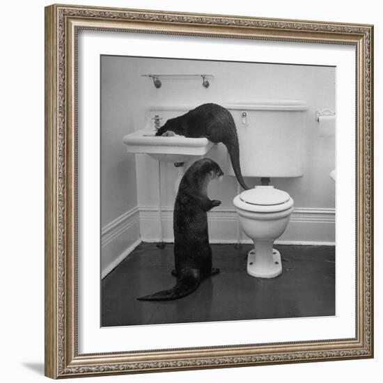 Otters Playing in Bathroom-Wallace Kirkland-Framed Premium Photographic Print