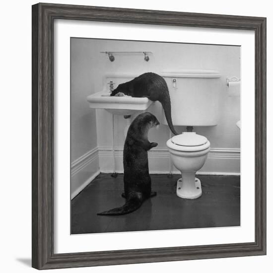 Otters Playing in Bathroom-Wallace Kirkland-Framed Premium Photographic Print