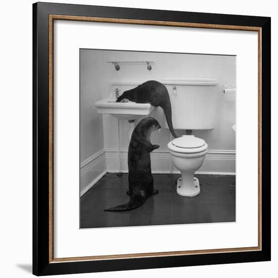 Otters Playing in Bathroom-Wallace Kirkland-Framed Premium Photographic Print