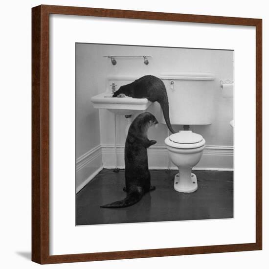 Otters Playing in Bathroom-Wallace Kirkland-Framed Premium Photographic Print