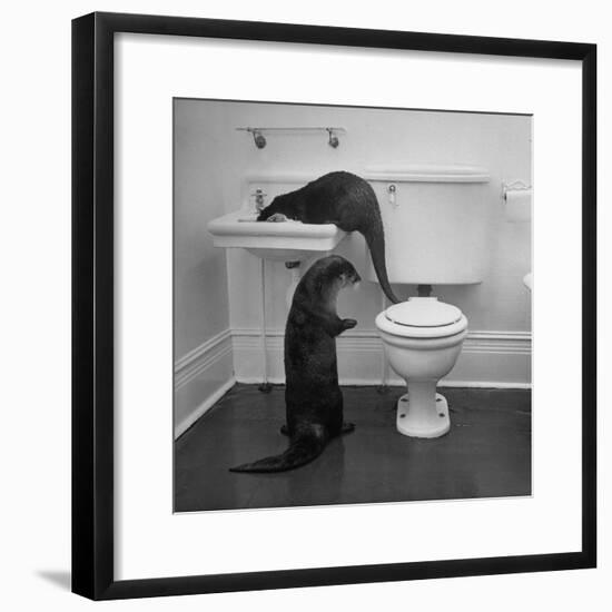 Otters Playing in Bathroom-Wallace Kirkland-Framed Premium Photographic Print