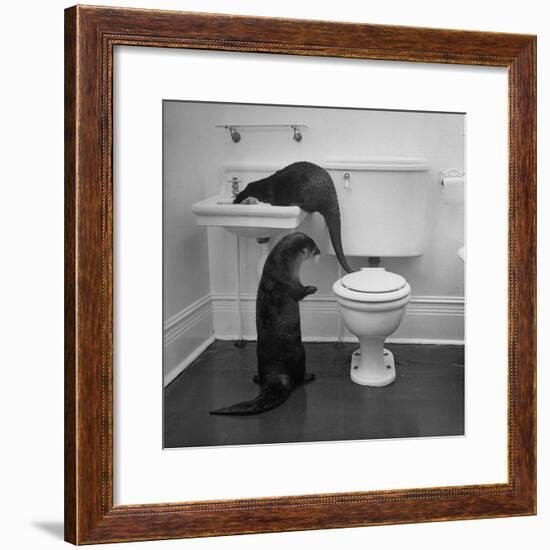 Otters Playing in Bathroom-Wallace Kirkland-Framed Premium Photographic Print