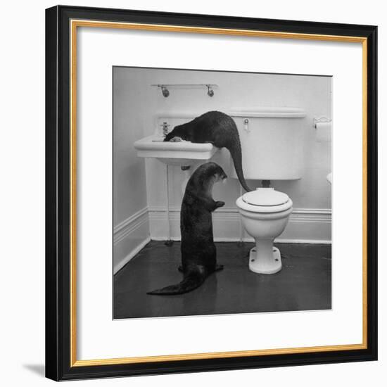 Otters Playing in Bathroom-Wallace Kirkland-Framed Premium Photographic Print