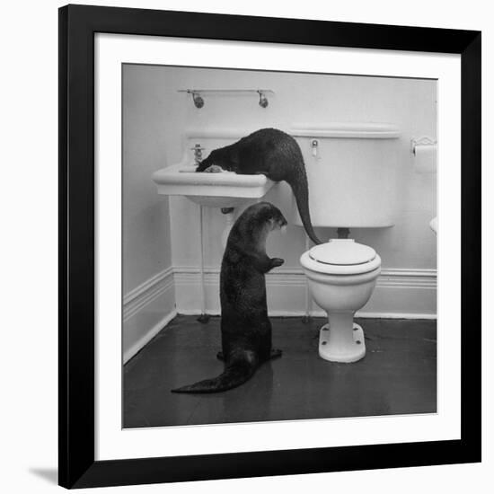 Otters Playing in Bathroom-Wallace Kirkland-Framed Premium Photographic Print