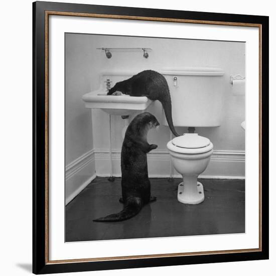 Otters Playing in Bathroom-Wallace Kirkland-Framed Premium Photographic Print