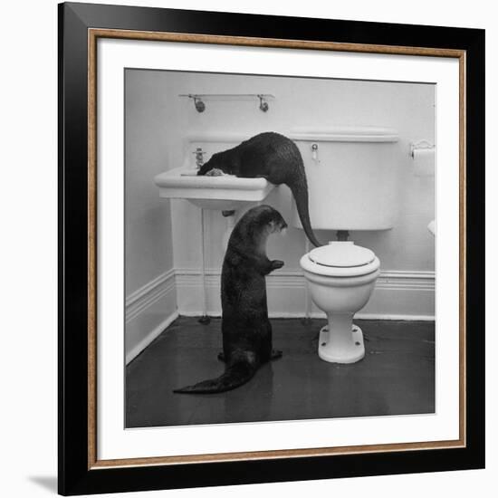 Otters Playing in Bathroom-Wallace Kirkland-Framed Premium Photographic Print