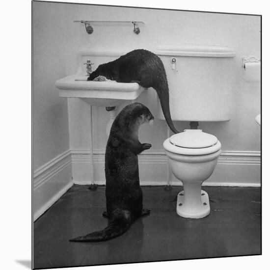 Otters Playing in Bathroom-Wallace Kirkland-Mounted Premium Photographic Print