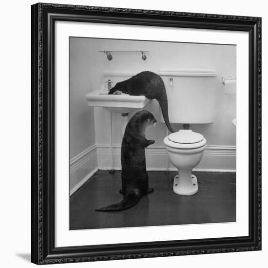 Otters Playing in Bathroom-Wallace Kirkland-Framed Premium Photographic Print