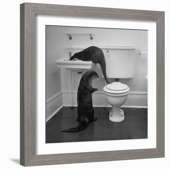 Otters Playing in Bathroom-Wallace Kirkland-Framed Photographic Print