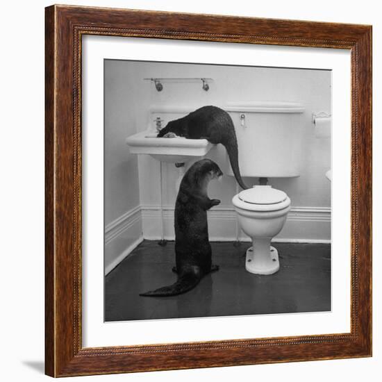 Otters Playing in Bathroom-Wallace Kirkland-Framed Photographic Print