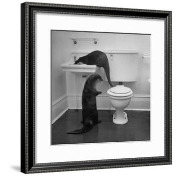 Otters Playing in Bathroom-Wallace Kirkland-Framed Photographic Print