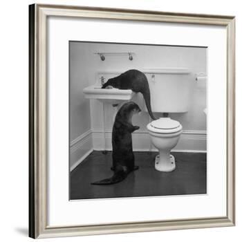 Otters Playing in Bathroom-Wallace Kirkland-Framed Photographic Print