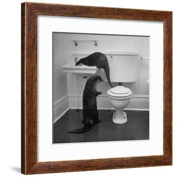 Otters Playing in Bathroom-Wallace Kirkland-Framed Photographic Print