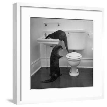 Otters Playing in Bathroom-Wallace Kirkland-Framed Photographic Print