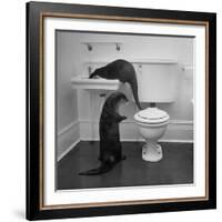 Otters Playing in Bathroom-Wallace Kirkland-Framed Photographic Print