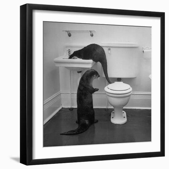 Otters Playing in Bathroom-Wallace Kirkland-Framed Photographic Print