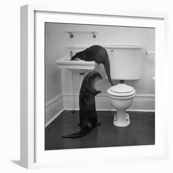 Otters Playing in Bathroom-Wallace Kirkland-Framed Photographic Print