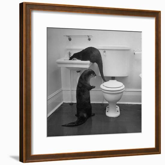 Otters Playing in Bathroom-Wallace Kirkland-Framed Photographic Print