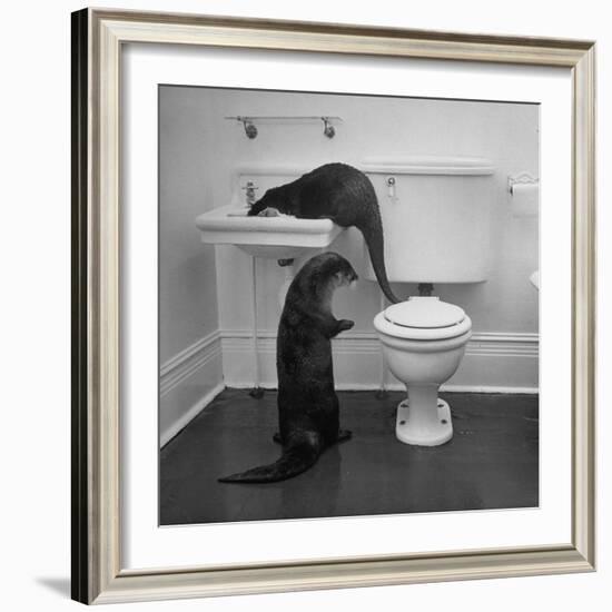 Otters Playing in Bathroom-Wallace Kirkland-Framed Photographic Print