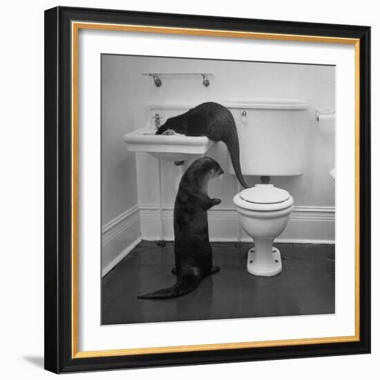 Otters Playing in Bathroom-Wallace Kirkland-Framed Photographic Print