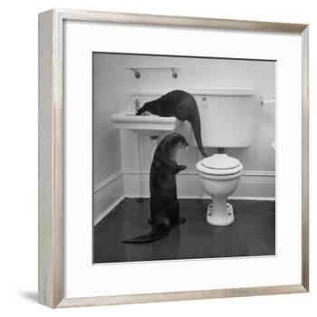 Otters Playing in Bathroom-Wallace Kirkland-Framed Photographic Print
