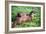 Otters-Peter Thompson-Framed Photographic Print