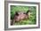 Otters-Peter Thompson-Framed Photographic Print